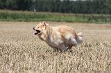 CHIEN FINNOIS DE LAPONIE 713
